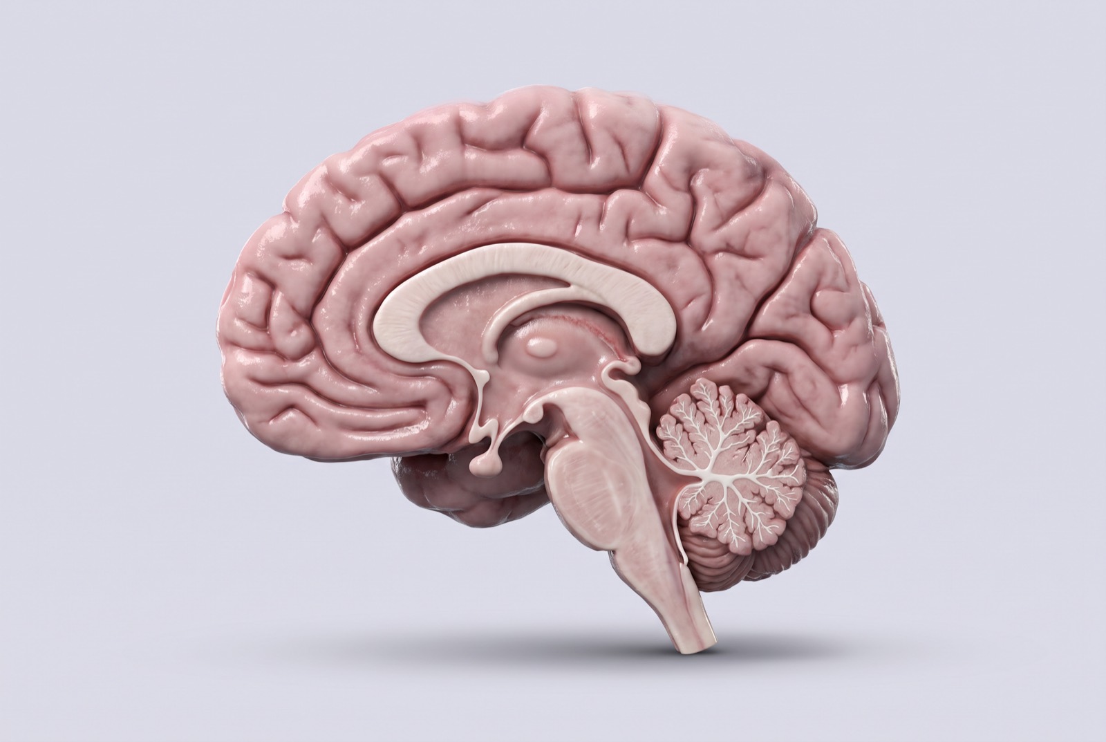 Illustrierter Schnitt durch die Mitte des Gehirns mit 6 markierten Bereichen: Selbstbild im medialen präfrontalen Kortex, Gewohnheiten in den Basalganglien, Belohnung im Nucleus accumbens, Hunger im Hypothalamus, Gefühle in der Amygdala und Erinnerungen im Hippocampus.